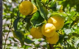 К чему снится лимон или лимонное дерево по соннику