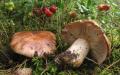 Жареные рядовки: рецепты, как правильно приготовить грибы